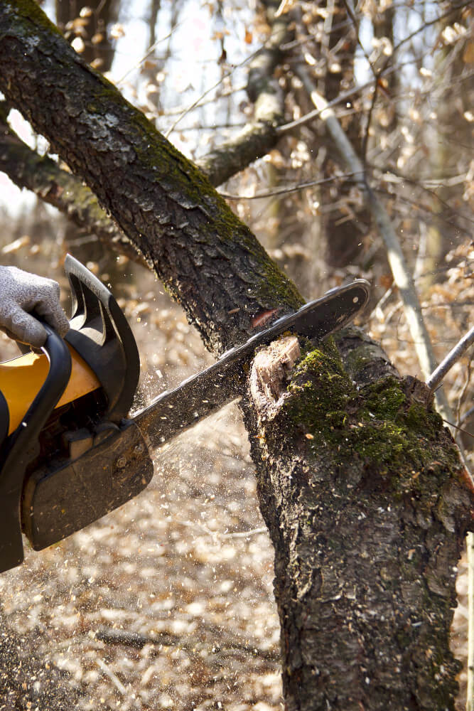 Tree Pruning & Removal Brisbane